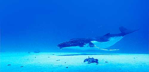 化身孤岛的鲸钢琴谱 不才 梦有孤岛岛有独鲸